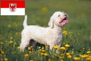 Mehr über den Artikel erfahren Lagotto Romagnolo Züchter und Welpen in Brandenburg