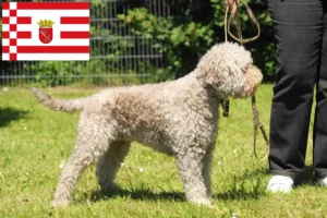 Mehr über den Artikel erfahren Lagotto Romagnolo Züchter und Welpen in Bremen