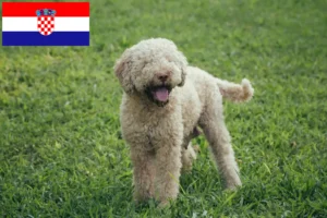 Mehr über den Artikel erfahren Lagotto Romagnolo Züchter und Welpen in Kroatien