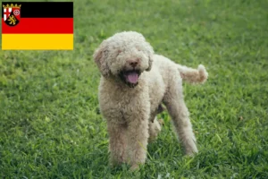 Mehr über den Artikel erfahren Lagotto Romagnolo Züchter und Welpen in Rheinland-Pfalz