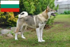 Mehr über den Artikel erfahren Laika Züchter und Welpen in Bulgarien