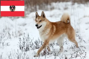 Mehr über den Artikel erfahren Laika Züchter und Welpen in Österreich