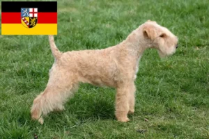 Mehr über den Artikel erfahren Lakeland Terrier Züchter und Welpen im Saarland