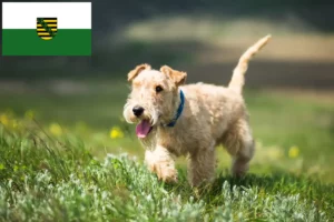 Mehr über den Artikel erfahren Lakeland Terrier Züchter und Welpen in Sachsen