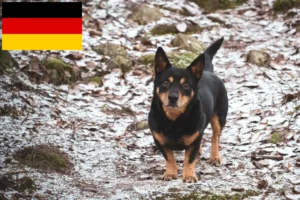 Mehr über den Artikel erfahren Lancashire Heeler Züchter und Welpen in Deutschland