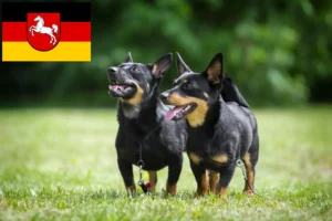 Mehr über den Artikel erfahren Lancashire Heeler Züchter und Welpen in Niedersachsen