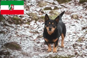 Mehr über den Artikel erfahren Lancashire Heeler Züchter und Welpen in Nordrhein-Westfalen