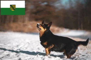 Mehr über den Artikel erfahren Lancashire Heeler Züchter und Welpen in Sachsen