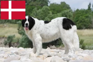 Mehr über den Artikel erfahren Landseer Züchter und Welpen in Dänemark