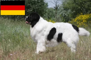 Mehr über den Artikel erfahren Landseer Züchter und Welpen in Deutschland