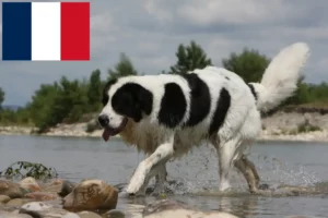 Mehr über den Artikel erfahren Landseer Züchter und Welpen in Frankreich