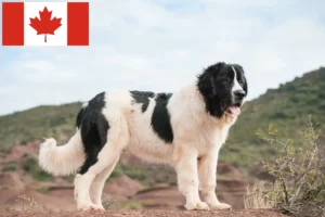 Mehr über den Artikel erfahren Landseer Züchter und Welpen in Kanada