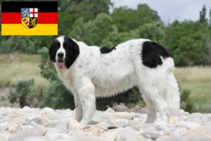 Mehr über den Artikel erfahren Landseer Züchter und Welpen im Saarland