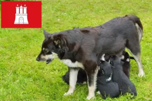 Mehr über den Artikel erfahren Lappländischer Rentierhund Züchter und Welpen in Hamburg