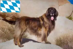 Mehr über den Artikel erfahren Leonberger Züchter und Welpen in Bayern