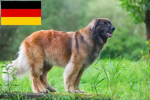 Mehr über den Artikel erfahren Leonberger Züchter und Welpen in Deutschland