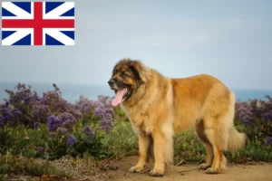 Mehr über den Artikel erfahren Leonberger Züchter und Welpen in Großbritannien