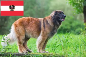 Mehr über den Artikel erfahren Leonberger Züchter und Welpen in Österreich