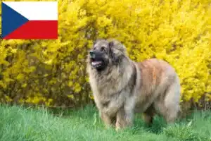 Mehr über den Artikel erfahren Leonberger Züchter und Welpen in Tschechien