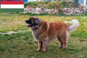 Mehr über den Artikel erfahren Leonberger Züchter und Welpen in Ungarn