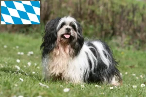 Mehr über den Artikel erfahren Lhasa Apso Züchter und Welpen in Bayern