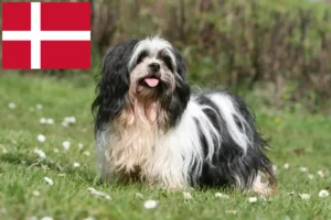 Mehr über den Artikel erfahren Lhasa Apso Züchter und Welpen in Dänemark