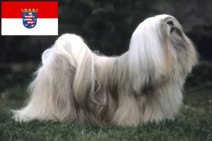 Mehr über den Artikel erfahren Lhasa Apso Züchter und Welpen in Hessen