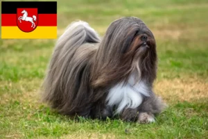 Mehr über den Artikel erfahren Lhasa Apso Züchter und Welpen in Niedersachsen