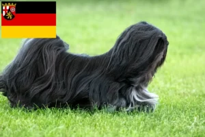 Mehr über den Artikel erfahren Lhasa Apso Züchter und Welpen in Rheinland-Pfalz