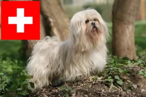 Mehr über den Artikel erfahren Lhasa Apso Züchter und Welpen in der Schweiz