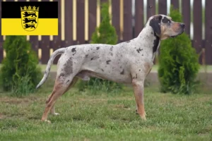 Mehr über den Artikel erfahren Louisiana Catahoula Leopard Dog Züchter und Welpen in Baden-Württemberg