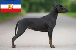 Mehr über den Artikel erfahren Louisiana Catahoula Leopard Dog Züchter und Welpen in Schleswig-Holstein