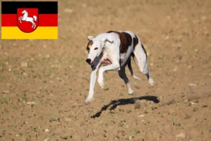 Mehr über den Artikel erfahren Magyar Agar Züchter und Welpen in Niedersachsen