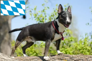 Mehr über den Artikel erfahren Miniature Bull Terrier Züchter und Welpen in Bayern