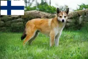 Mehr über den Artikel erfahren Norwegischer Lundehund Züchter und Welpen in Finnland