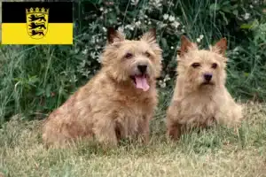 Mehr über den Artikel erfahren Norwich Terrier Züchter und Welpen in Baden-Württemberg