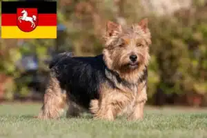 Mehr über den Artikel erfahren Norwich Terrier Züchter und Welpen in Niedersachsen