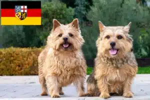 Mehr über den Artikel erfahren Norwich Terrier Züchter und Welpen im Saarland