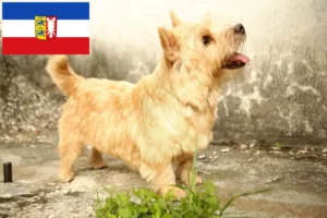 Mehr über den Artikel erfahren Norwich Terrier Züchter und Welpen in Schleswig-Holstein