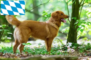 Mehr über den Artikel erfahren Nova Scotia Duck Tolling Retriever Züchter und Welpen in Bayern