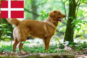 Mehr über den Artikel erfahren Nova Scotia Duck Tolling Retriever Züchter und Welpen in Dänemark