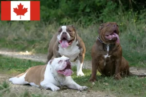 Mehr über den Artikel erfahren Olde English Bulldogge Züchter und Welpen in Kanada