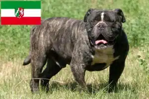 Mehr über den Artikel erfahren Olde English Bulldogge Züchter und Welpen in Nordrhein-Westfalen