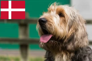 Mehr über den Artikel erfahren Otterhund Züchter und Welpen in Dänemark