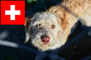 Mehr über den Artikel erfahren Otterhund Züchter und Welpen in der Schweiz