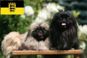 Mehr über den Artikel erfahren Pekingese Züchter und Welpen in Baden-Württemberg