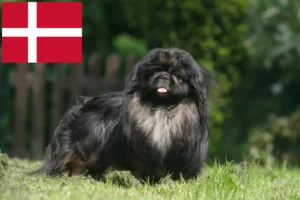 Mehr über den Artikel erfahren Pekingese Züchter und Welpen in Dänemark