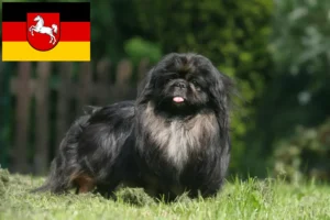 Mehr über den Artikel erfahren Pekingese Züchter und Welpen in Niedersachsen