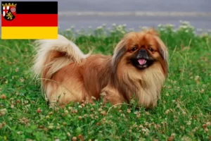 Mehr über den Artikel erfahren Pekingese Züchter und Welpen in Rheinland-Pfalz