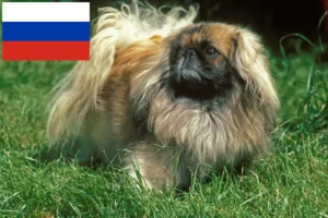 Mehr über den Artikel erfahren Pekingese Züchter und Welpen in Russland